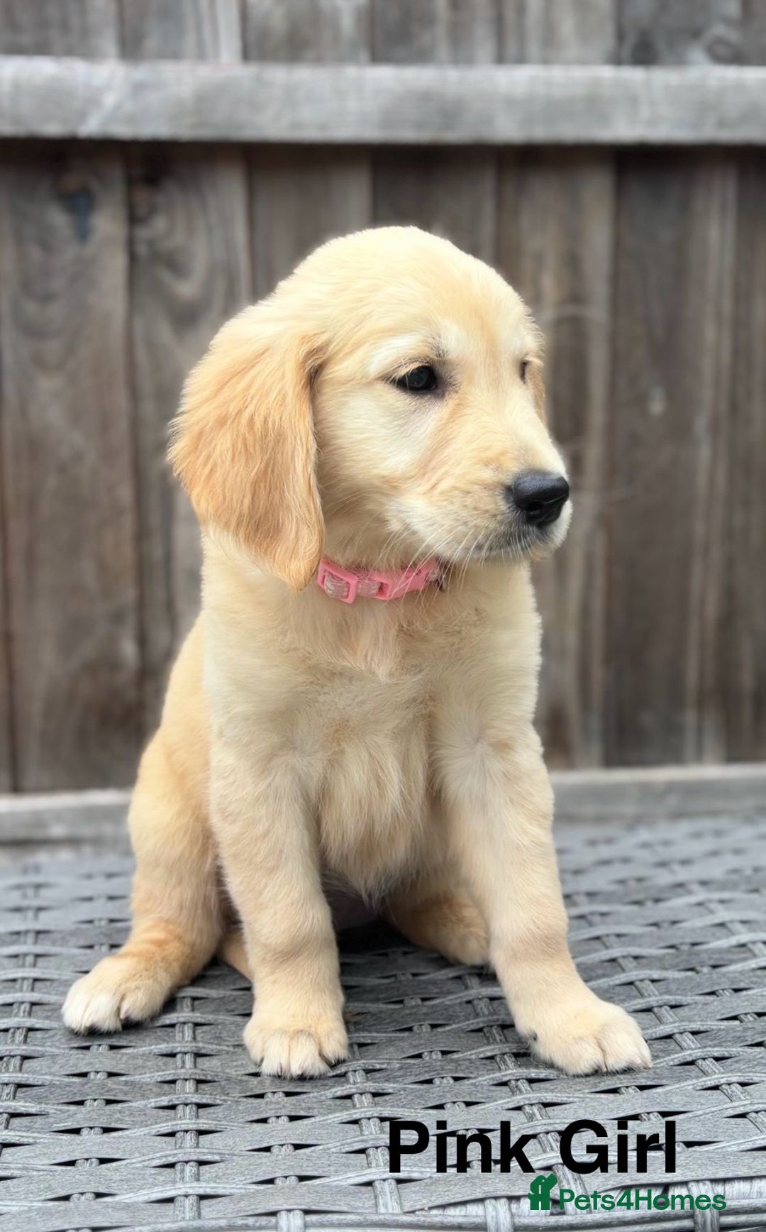 Golden Retriever dogs for sale: Beautiful Golden Retriever Puppies - Image 4