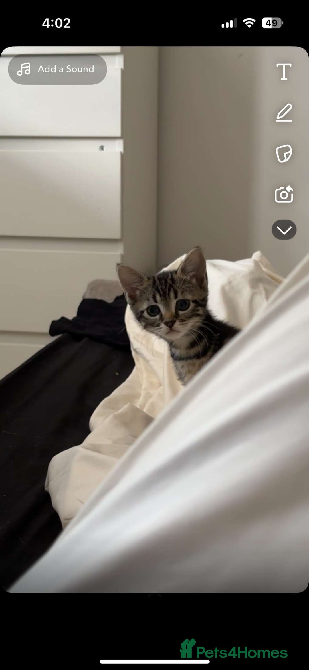 Domestic Shorthair cats for sale: 3 beautiful kittens  - Image 3