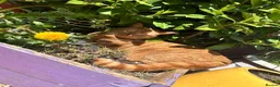 Mixed Breed cats for sale: Noodle  in Ipswich - Advert 4
