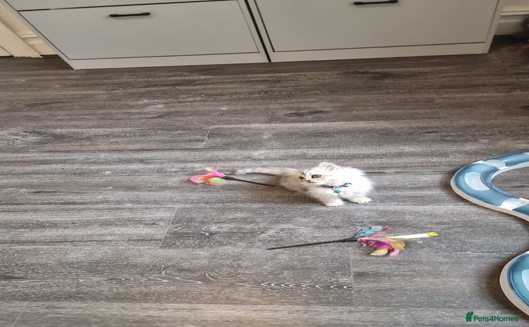 Persian cats - Advert 14