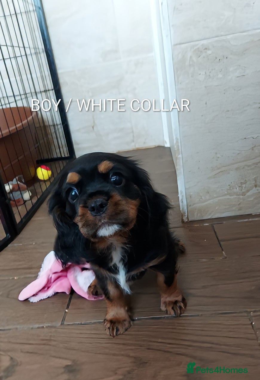 Cavalier King Charles Spaniel dogs GREAT QUALITY CKCS PUPPIES ( DWKC REGISTERED)/DNA - Advert 2