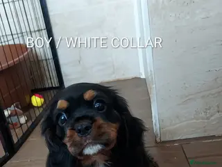 Cavalier King Charles Spaniel dogs GREAT QUALITY CKCS PUPPIES ( DWKC REGISTERED)/DNA - Advert 1