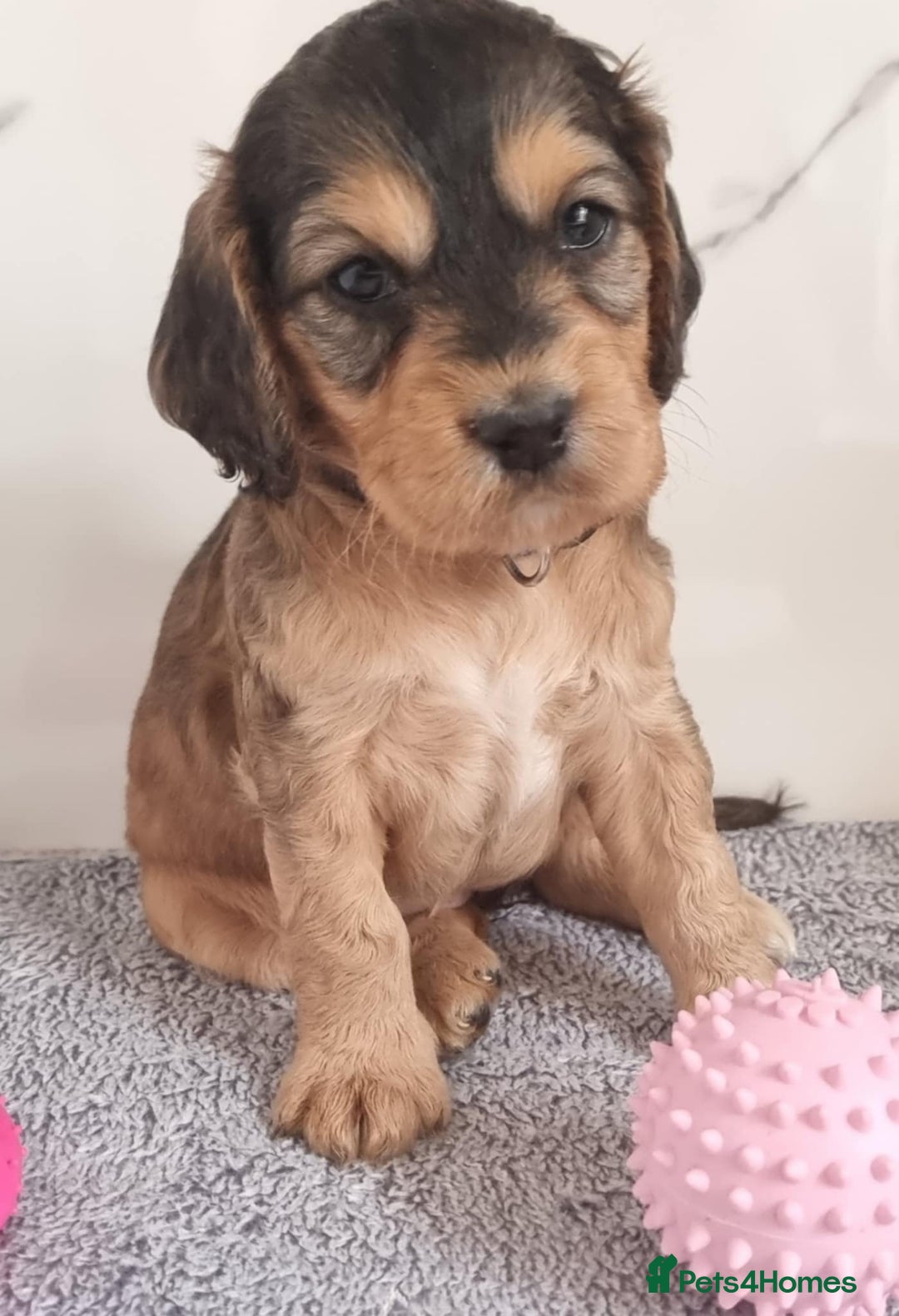 Cockapoo dogs for sale: Cockapoo's - Image 11