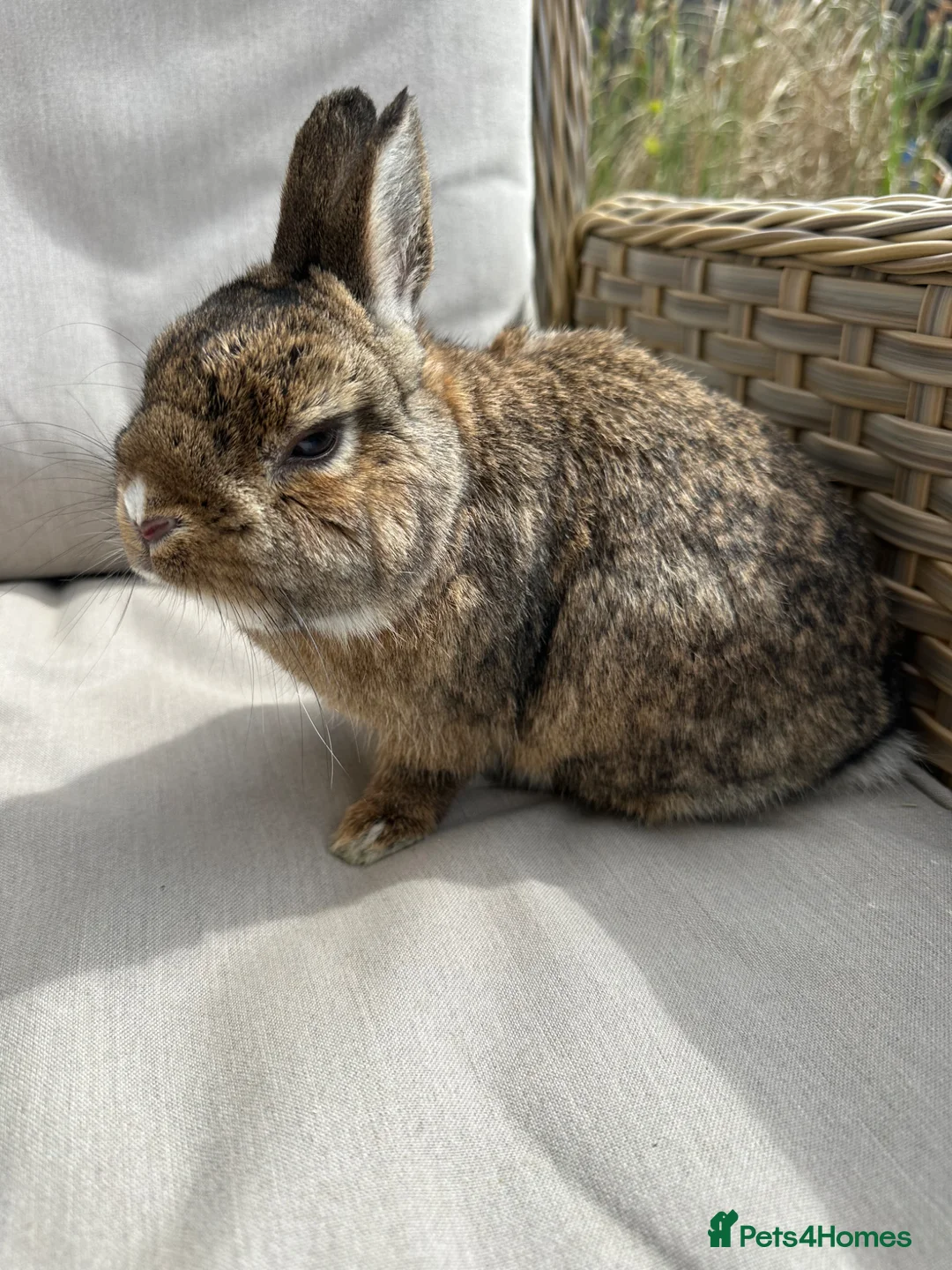 Netherland Dwarf rabbits for sale: Netherlands dwarf buck. - Advert 2