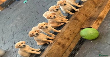 Labrador Retriever dogs - Advert 2