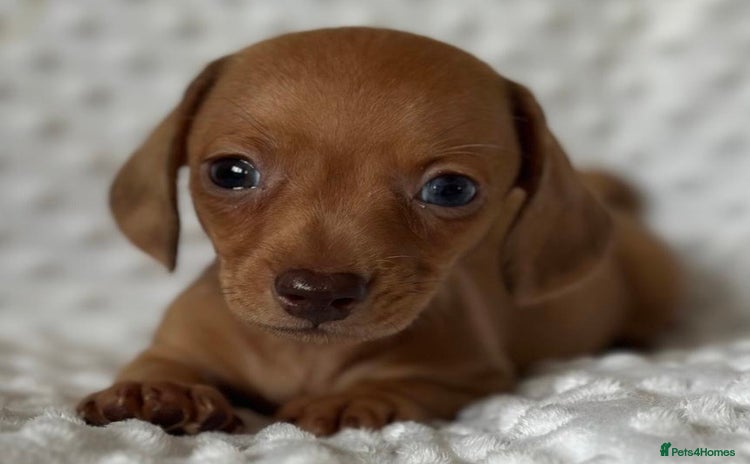 Miniature Dachshund dogs - Advert 6