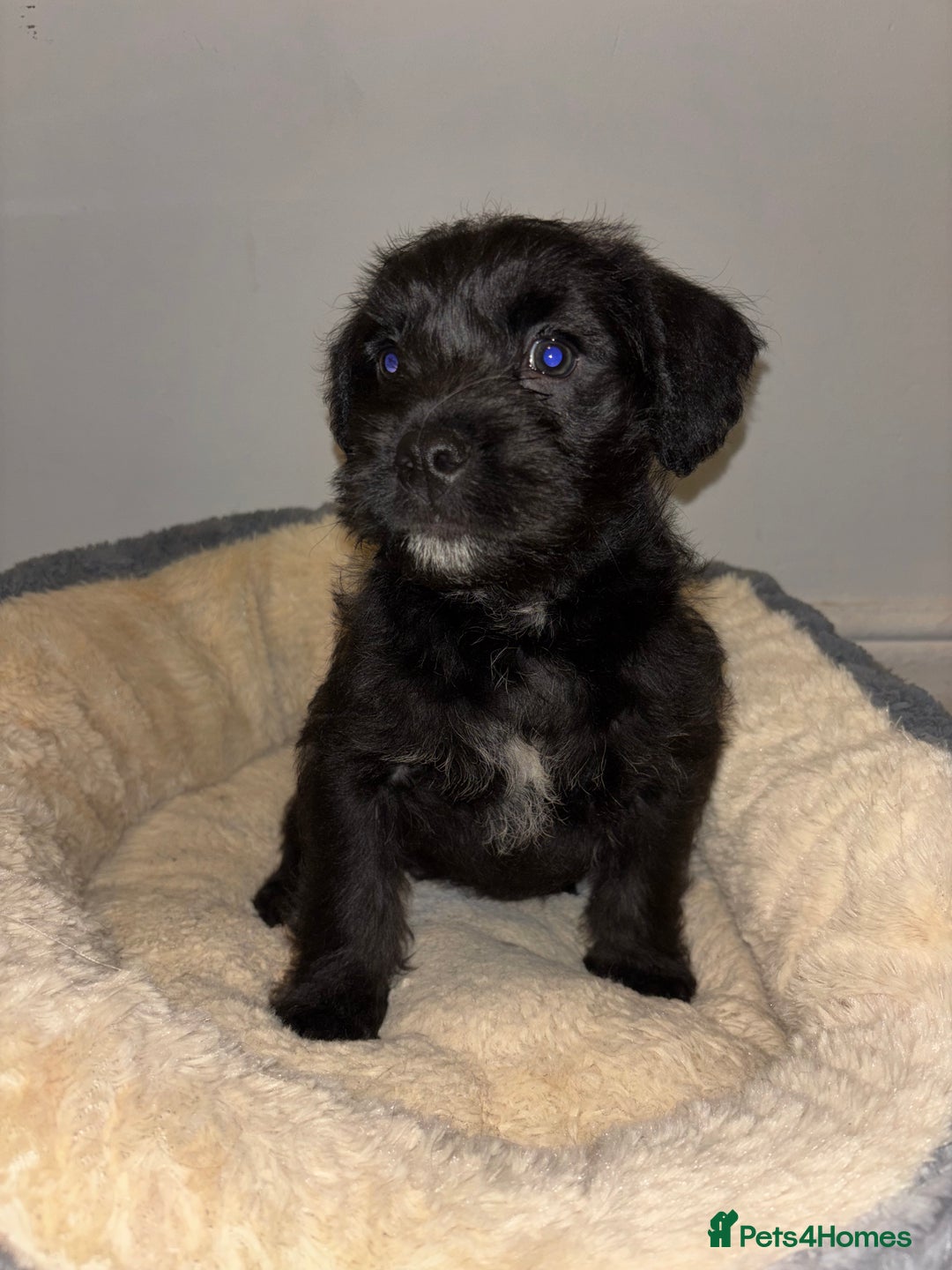 Mixed Breed dogs for sale: Stunning Cockerpoo x cavalier King Charle spaniel  - Advert 13