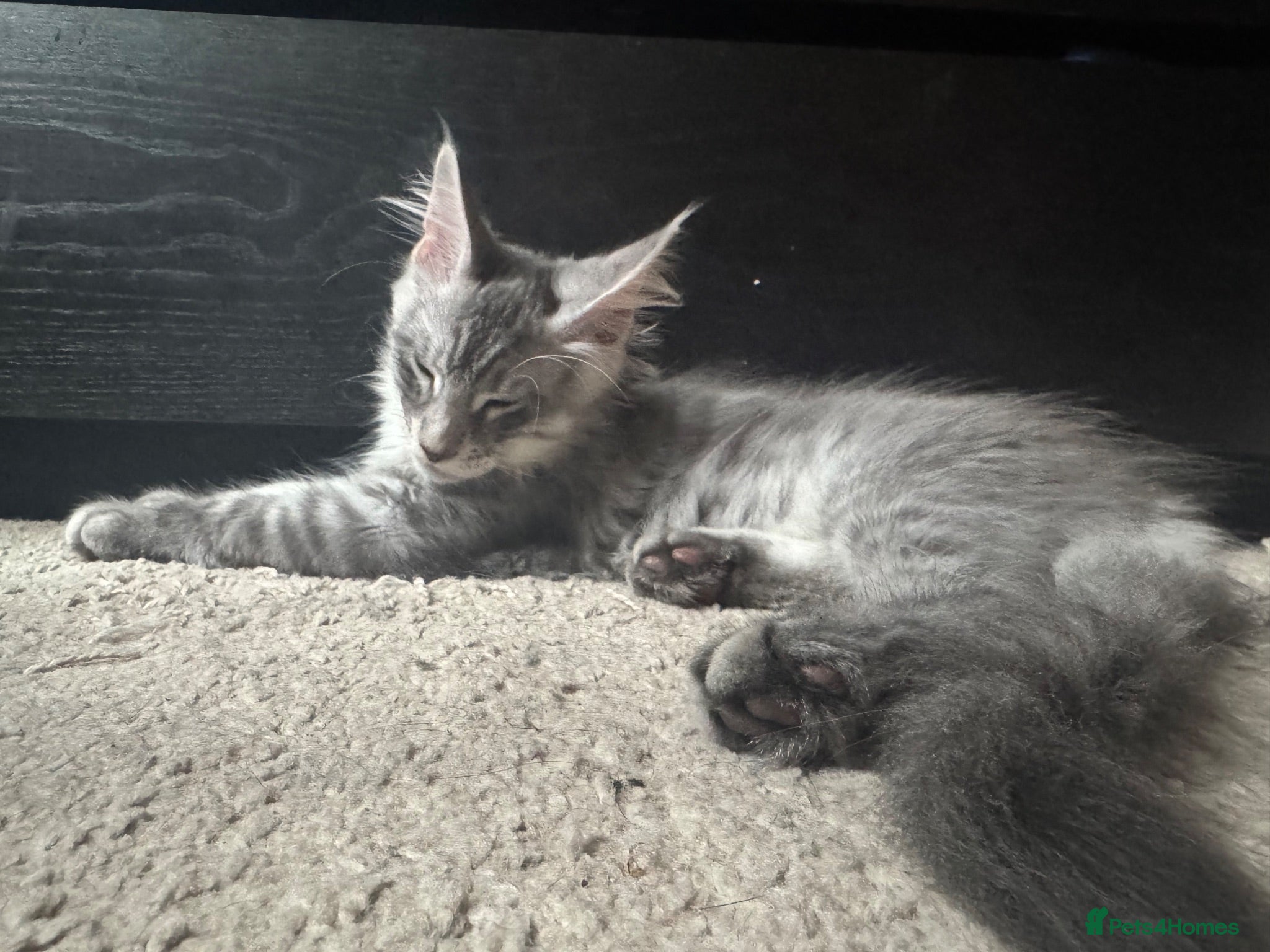 Maine Coon cats 4x maine coons for sale - Advert 1