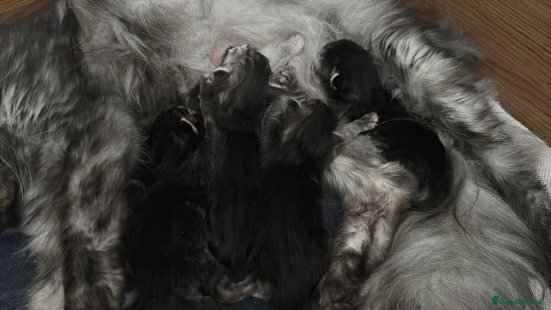 Maine Coon cats for sale: Maine Coon active kittens  - Advert 2