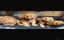 Toy Poodle dogs for stud: Proven Toy Poodle For Stud in Canterbury - Image 25