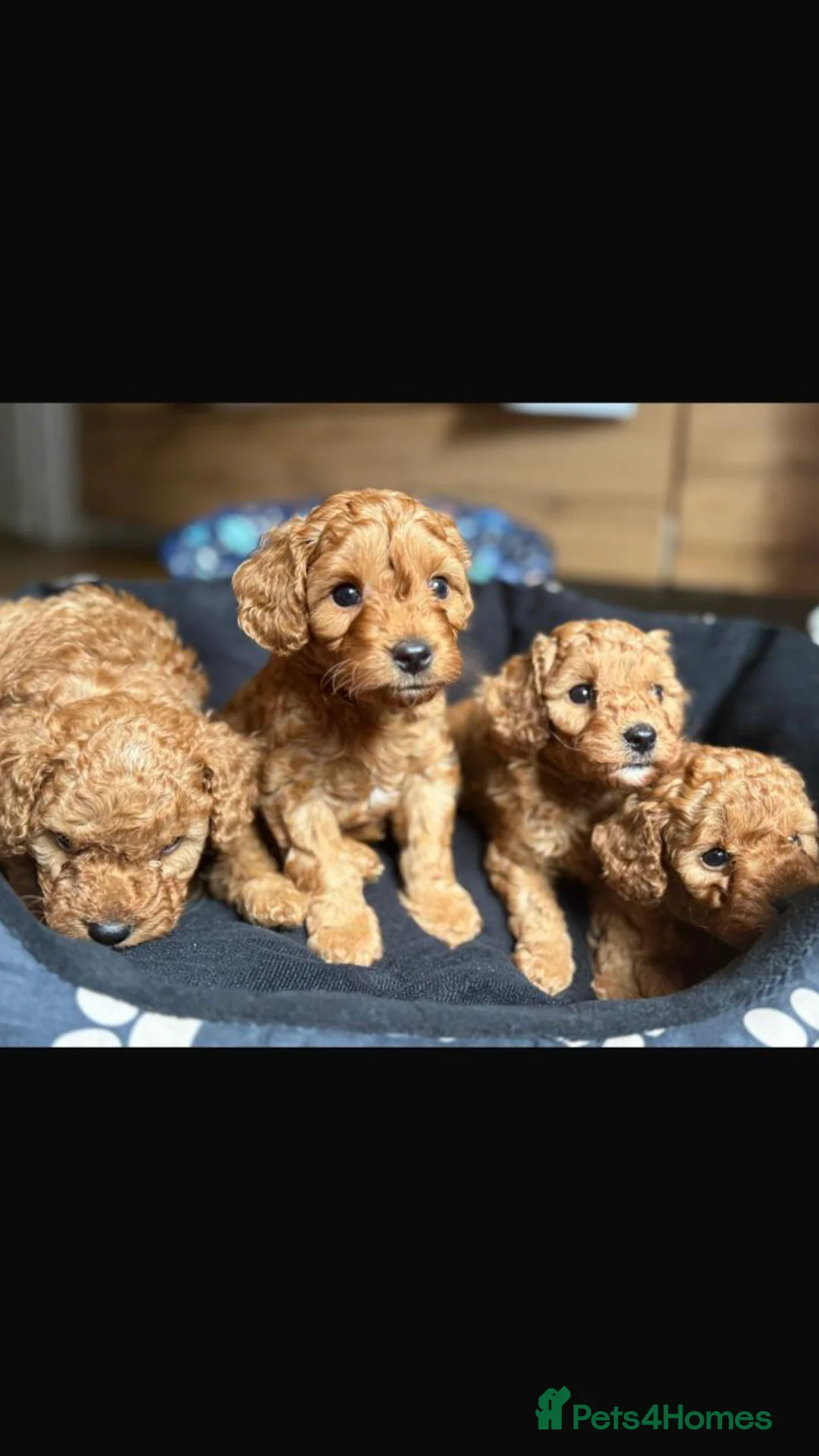 Toy Poodle dogs for stud: Proven Toy Poodle For Stud in Canterbury - Advert 25