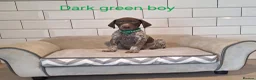 German Shorthaired Pointer dogs for sale: 🤎🤍 KC reg German Shorthaired Pointers 🤍🤎 - Advert 16