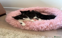 Mixed Breed cats for sale: Adorable kittens ready to go - Image 8