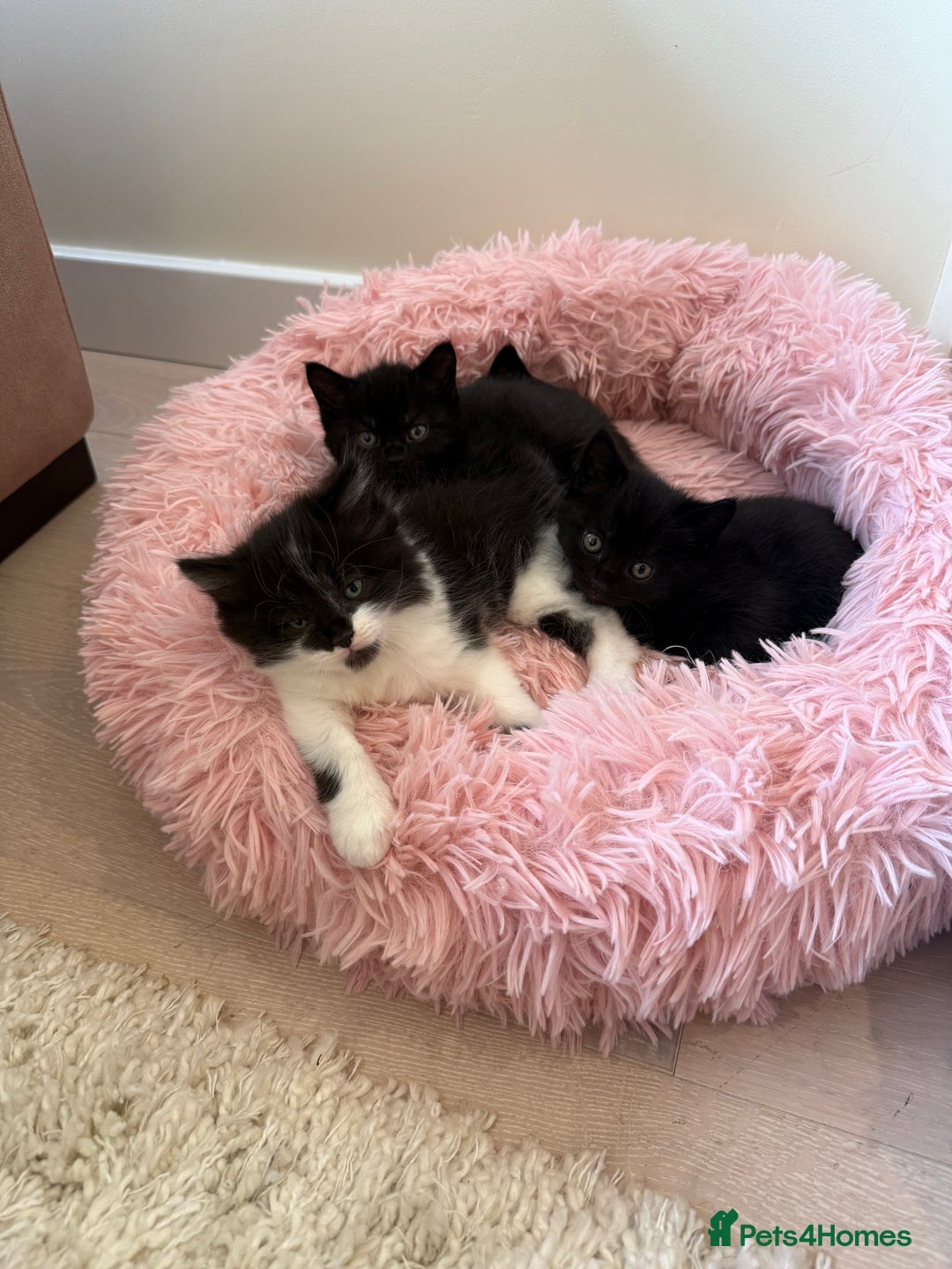 Mixed Breed cats for sale: Adorable kittens ready to go - Image 8