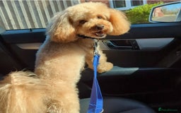 Cavapoo dogs for sale: Waiting list open for cavapoo puppies  - Image 5