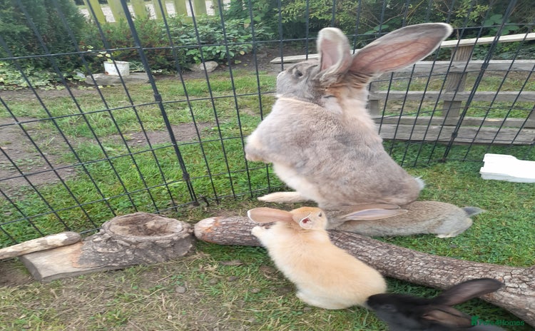 Continental Giant rabbits - Advert 3