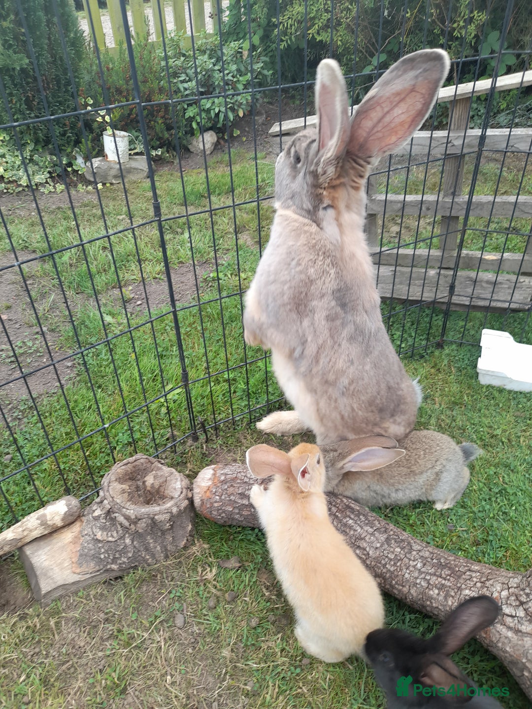 Continental Giant rabbits for sale: Beautiful Giant Continental Babies - Image 1