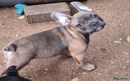 French Bulldog dogs for sale: 5 Frenchie Puppies 4 Boys & 1 Girl - Image 5