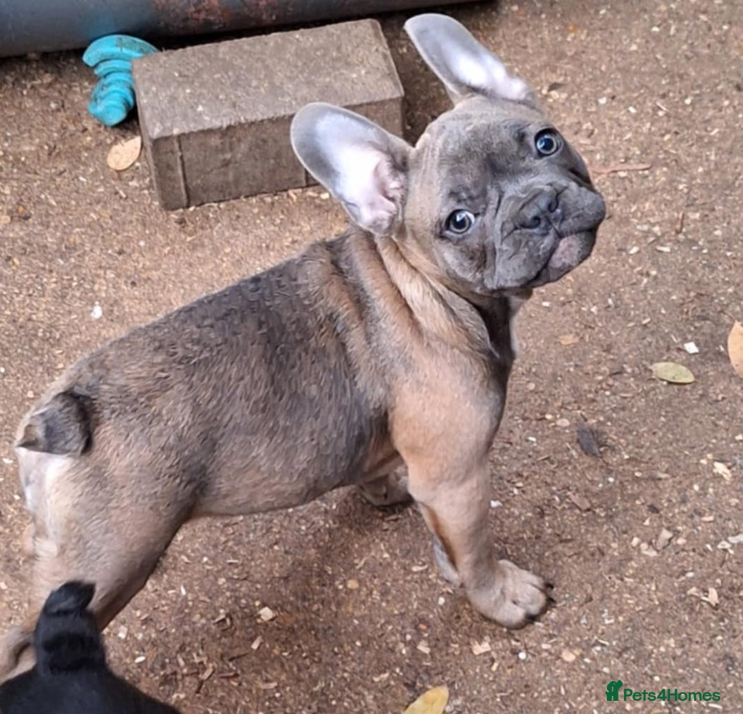 French Bulldog dogs for sale: 5 Frenchie Puppies 4 Boys & 1 Girl - Image 5