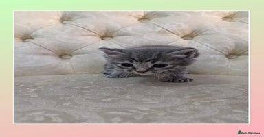 Mixed Breed cats - Advert 15