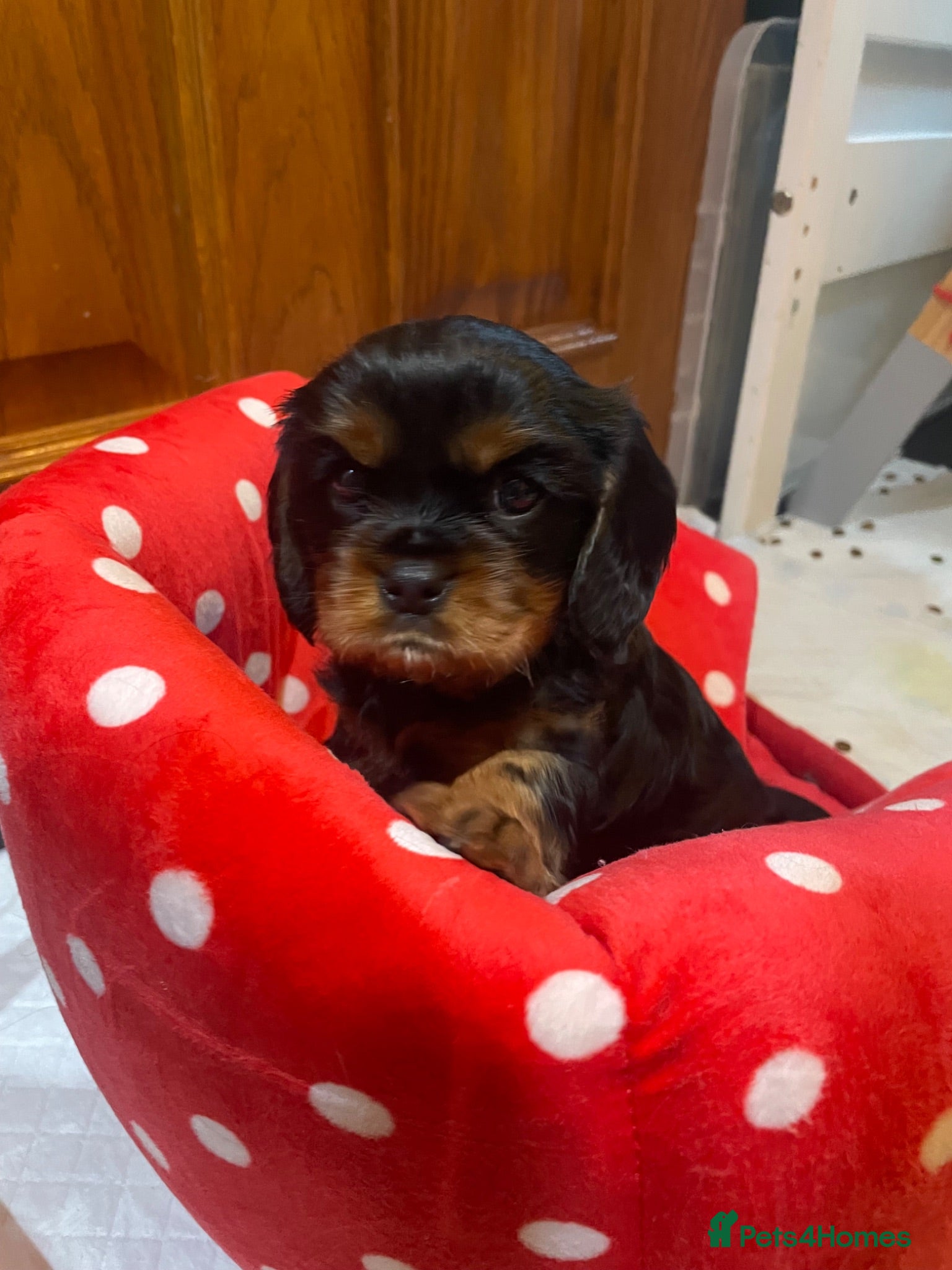 Cavalier King Charles Spaniel dogs King Charles cavalier babies  - Advert 2