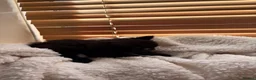 Mixed Breed cats for sale: 4 Beautiful Ragdoll x British Shorthair Kittens in Saint Helens - Advert 32