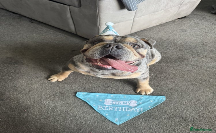 English Bulldog dogs - Advert 1