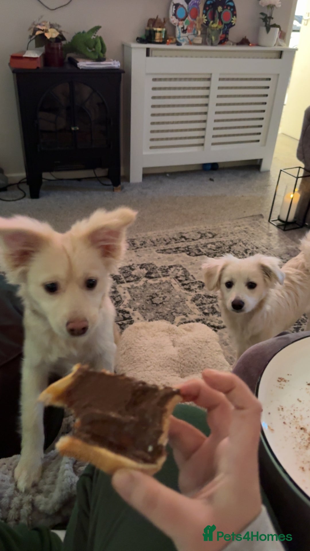 Mixed Breed dogs for sale: Meet Teddy!  - Advert 2