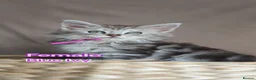 Maine Coon cats for sale: Beautiful mainecoon/polydactol babies  - Advert 7
