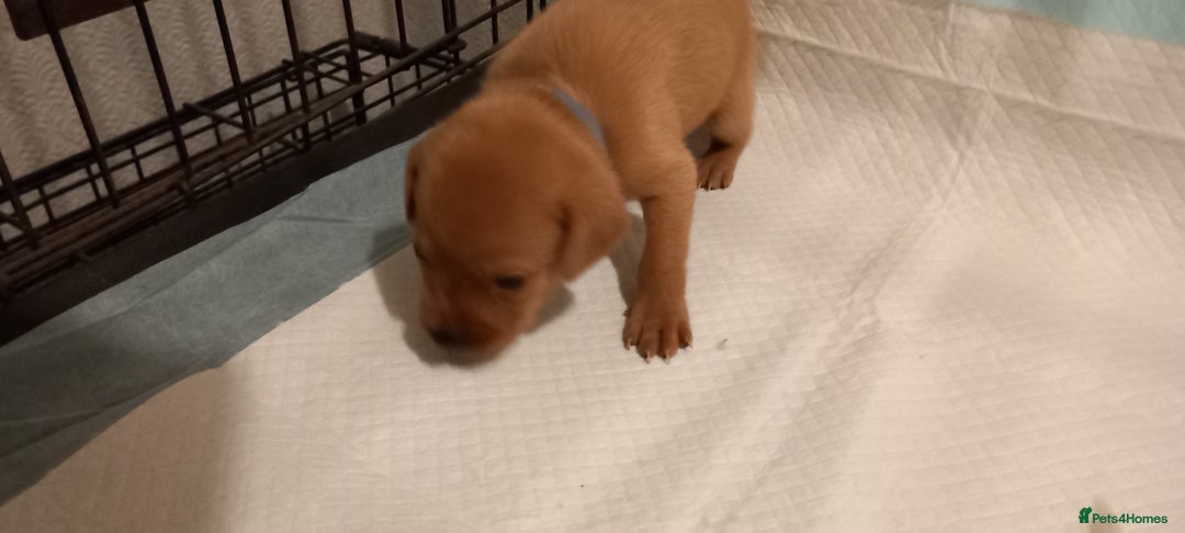 Labrador Retriever dogs for sale: KC REG FOX RED LABRADOR PUPPIES - Advert 3