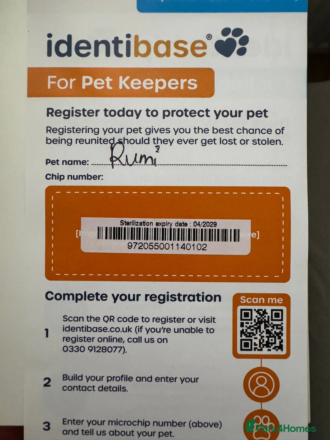 Chihuahua dogs for sale: 🐾 Long-Haired Chihuahua Puppy–Deer Head 🐾 - Advert 12