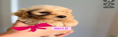Mixed Breed 3