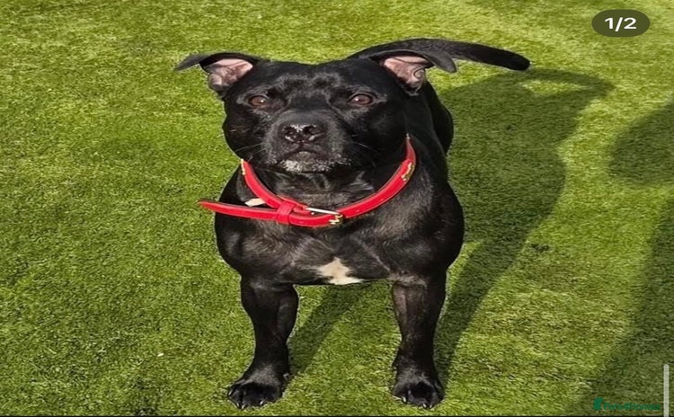 Staffordshire Bull Terrier dogs - Advert 3