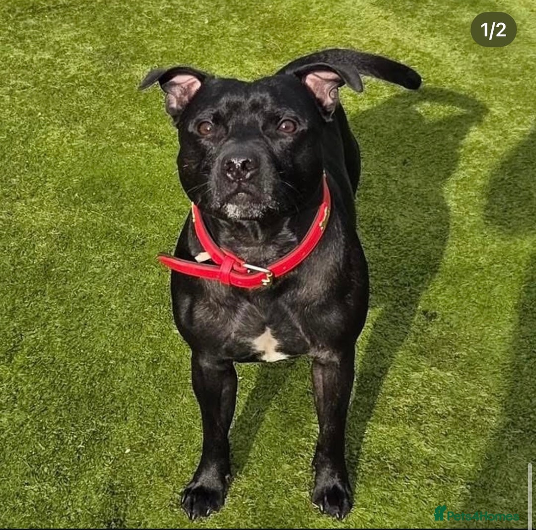 Staffordshire Bull Terrier dogs for sale: Staffordshire Bull terrier  - Image 1