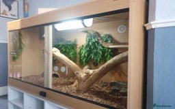 Boa Snake reptiles for sale: 2x male boas - Image 5