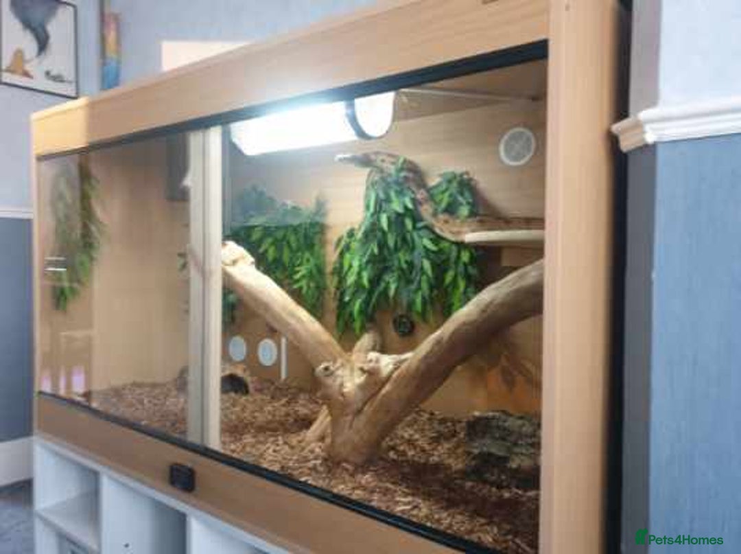 Boa Snake reptiles for sale: 2x male boas - Image 5