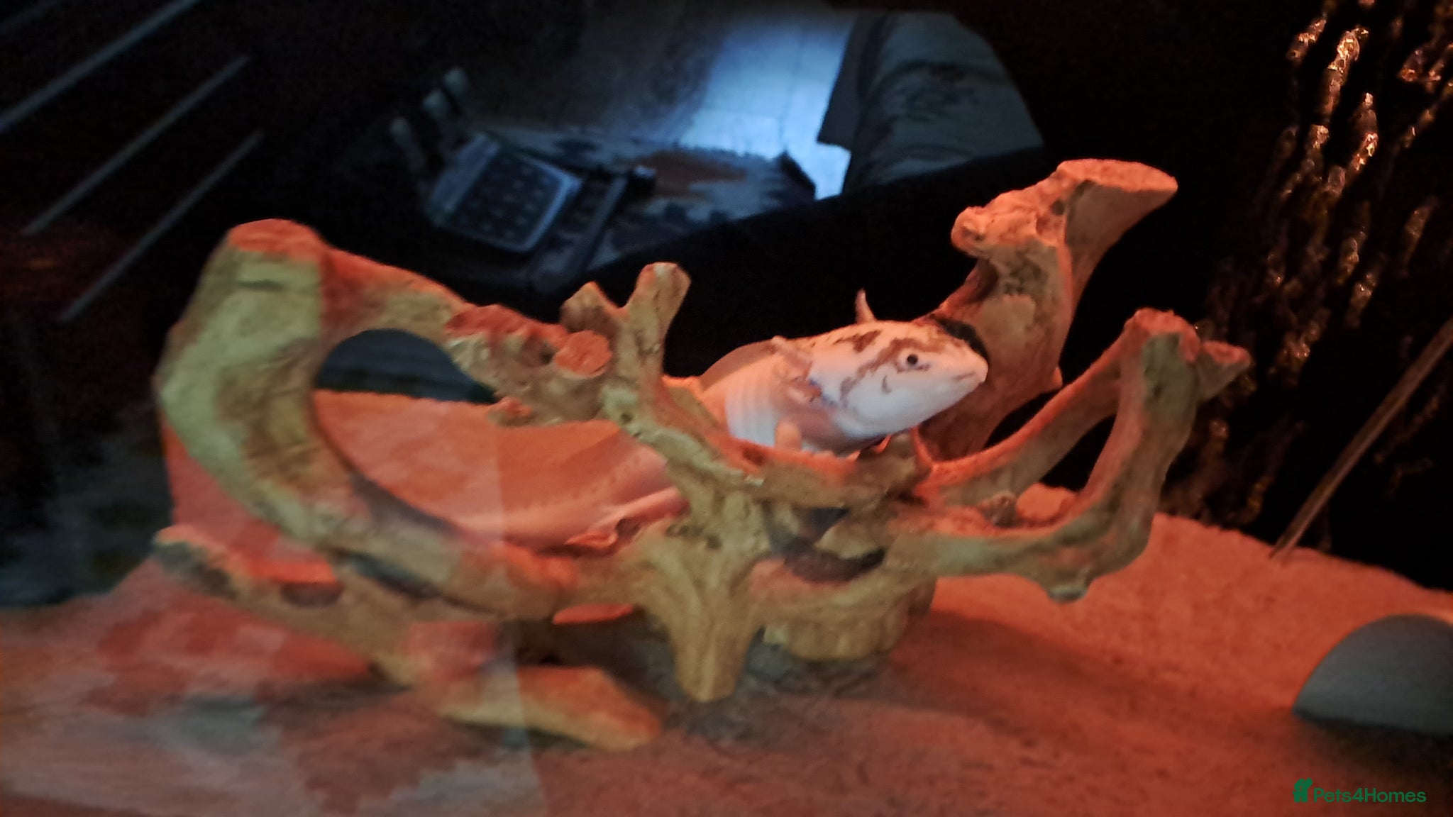 Axolotl reptiles for sale: 2 male dirty leisistic axolotls - Advert 5
