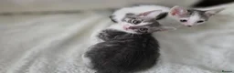 Mixed Breed cats for sale: 🐾 Gorgeous Home-Raised Tabby & White Kittens 🐾 in Rochdale - Advert 4