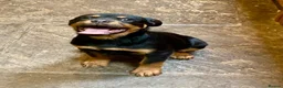 Rottweiler dogs for sale: Male Rottweiler Pup - Advert 7
