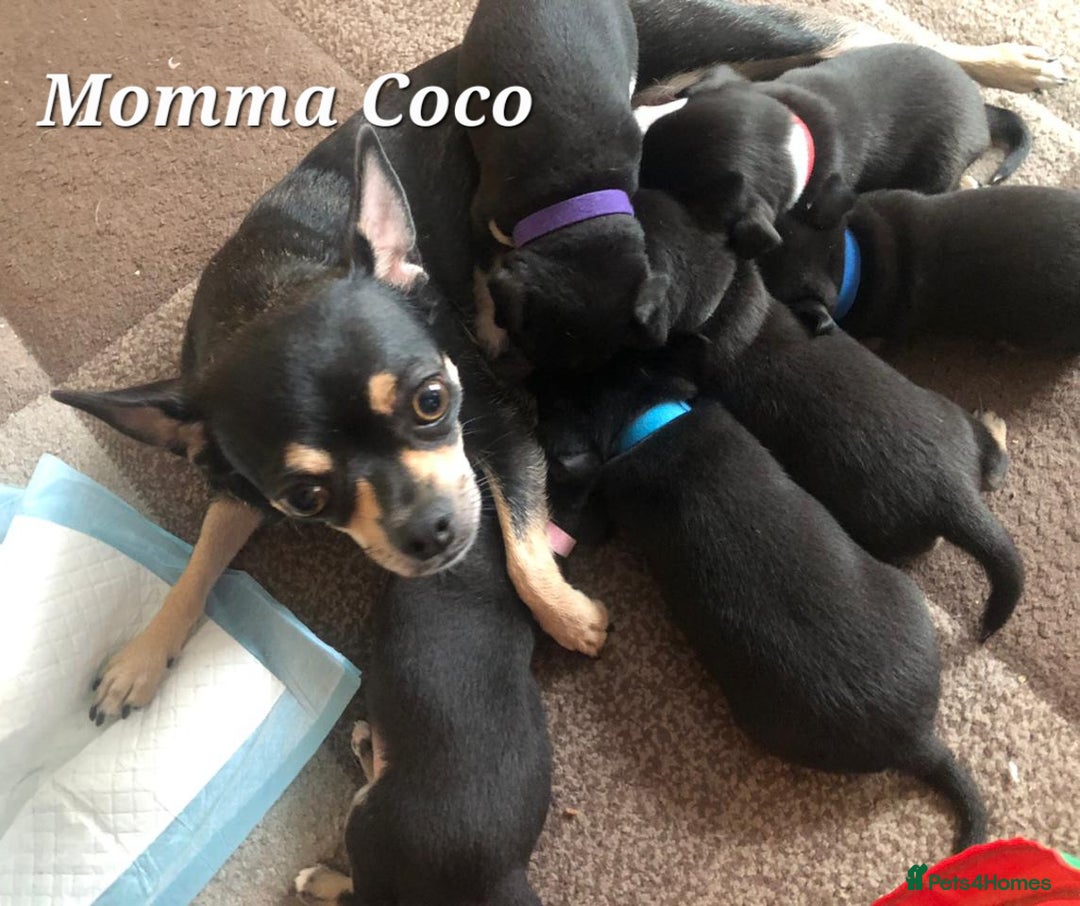 Chihuahua dogs for sale: Adorable black and tan chihuahua puppies  - Image 21