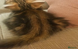 Persian cats for sale: Persian Kitten - Image 7