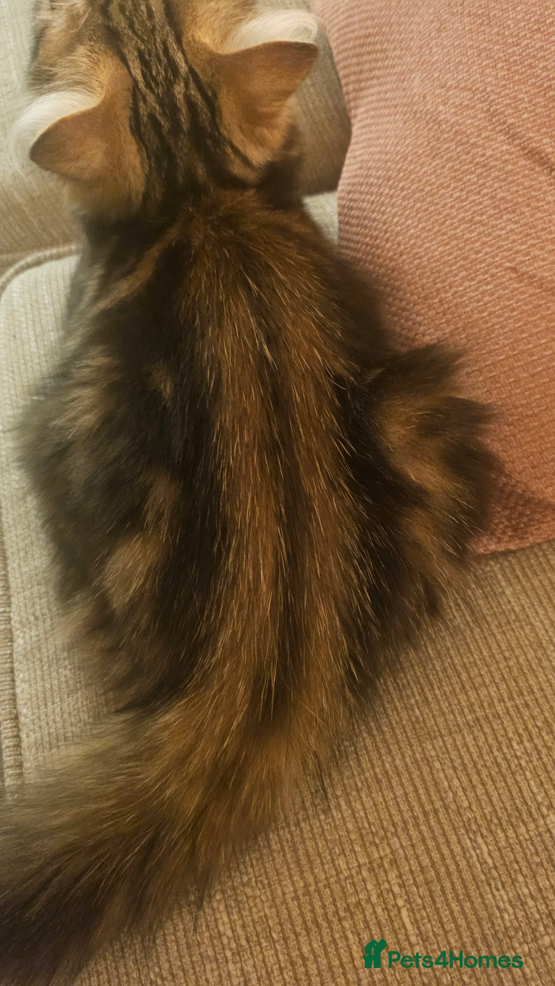 Persian cats for sale: Persian Kitten - Image 7