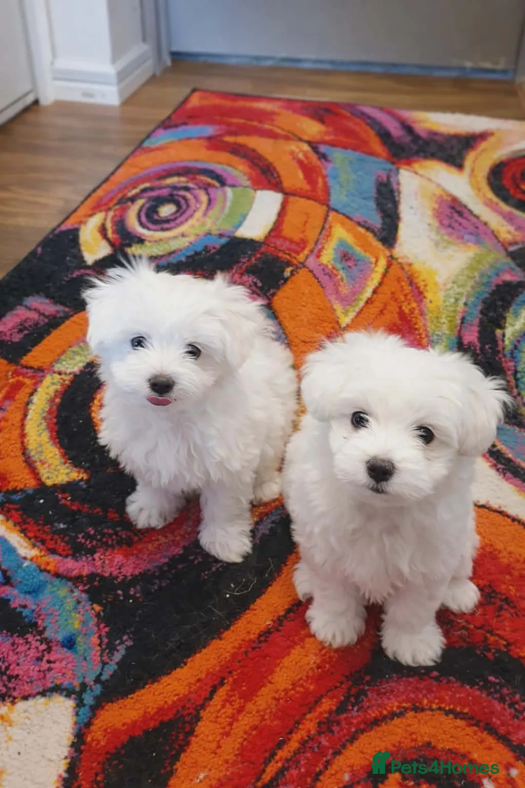 Maltese dogs for sale: Maltese girl  - Advert 1