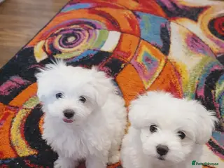 Maltese dogs Maltese girl - Advert 1