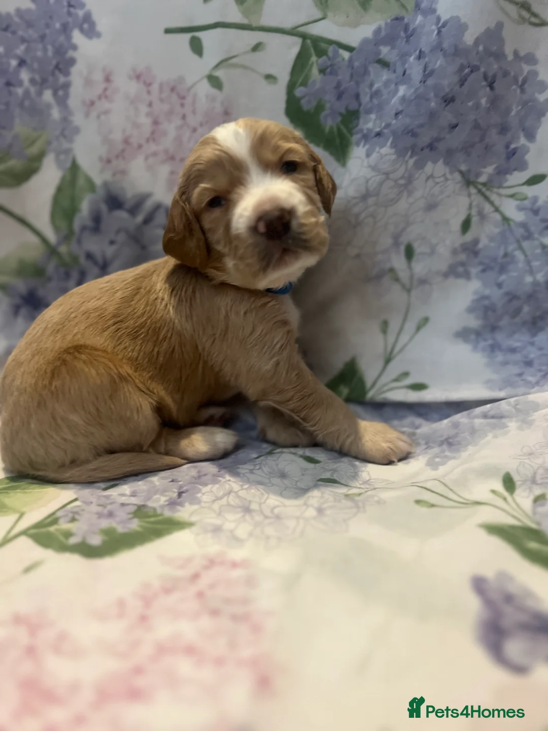 Cocker Spaniel dogs for sale: Working cocker spaniel puppies - Advert 12