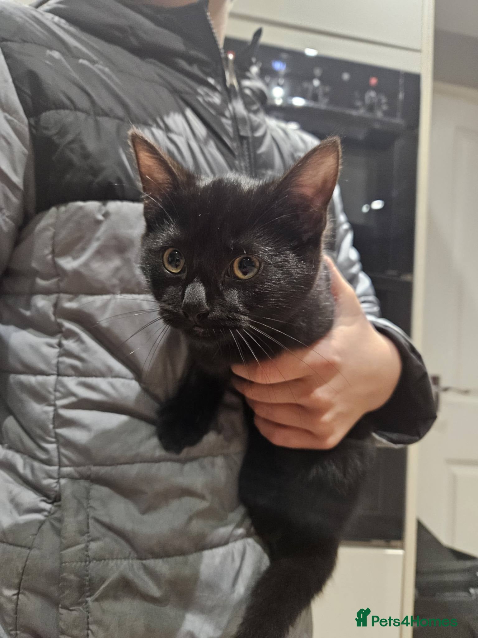 Mixed Breed cats kitten - Advert 7