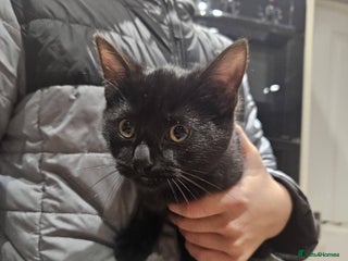 Mixed Breed cats kitten - Advert 9