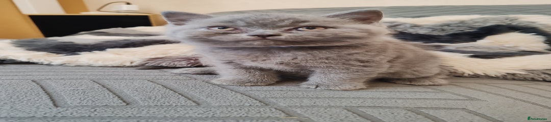 British Shorthair Kitten 5