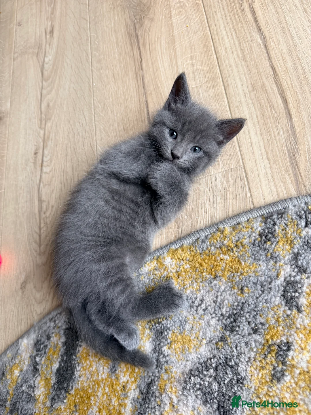 Mixed Breed cats for sale: 4 kittens for sale- all boys - Advert 6