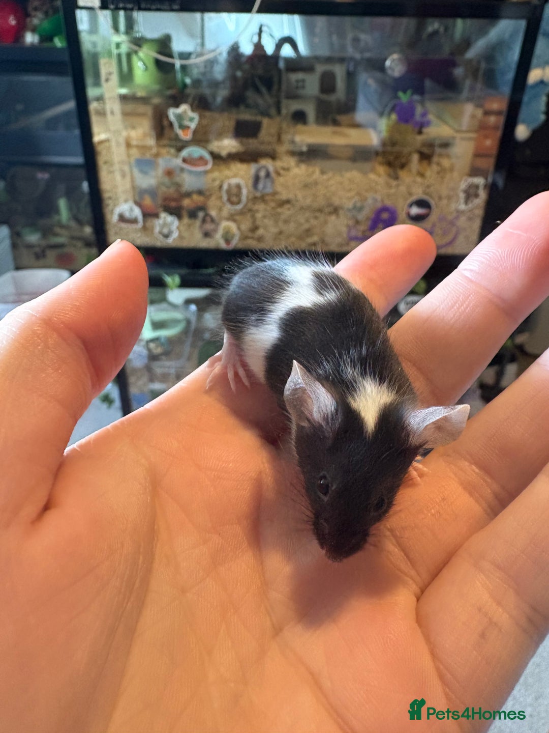 Mouse rodents for sale: Pet fancy mice babies  in Honiton - Image 20